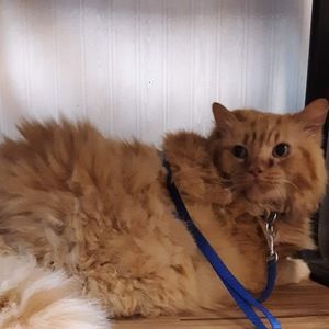 Meet your Posher, Kim